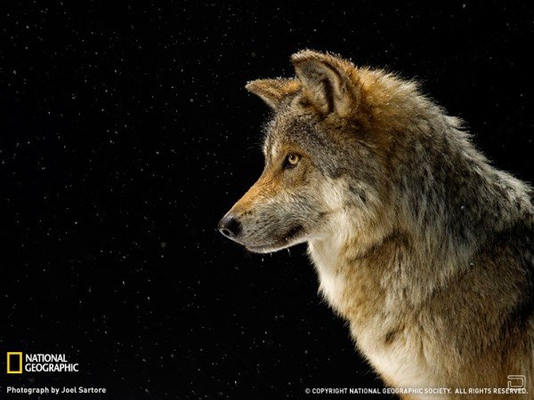     National Geographic (18 )