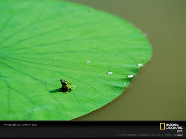 Самые красивые фото от National Geographic (18 штук)