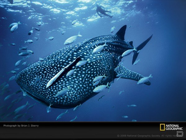     National Geographic (18 )