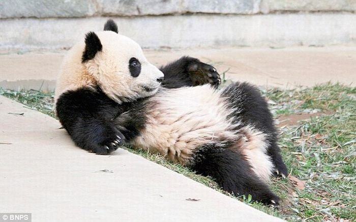 Позитив! Панда во сне кувыркнулась (8 фото)