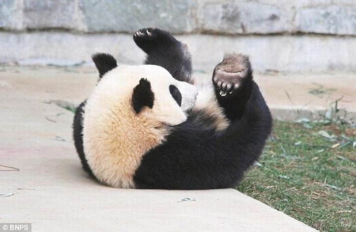 Позитив! Панда во сне кувыркнулась (8 фото)