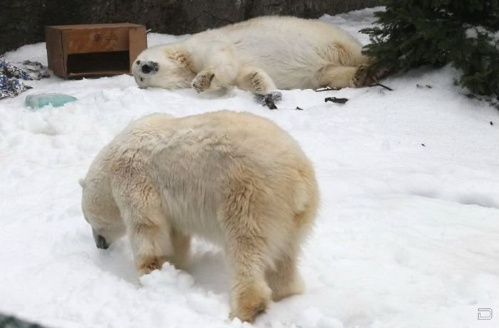 Медведи принимают водные процедуры в зоопарке Сан Франциско (4 фото)