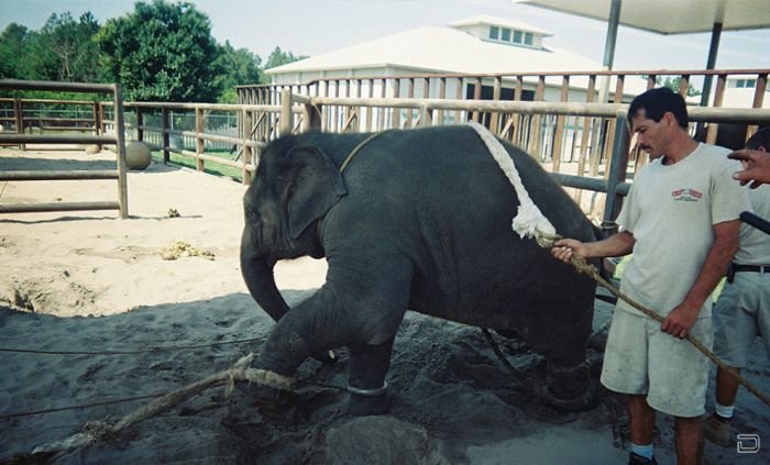 Фотографии процесса дрессировки маленьких слонят