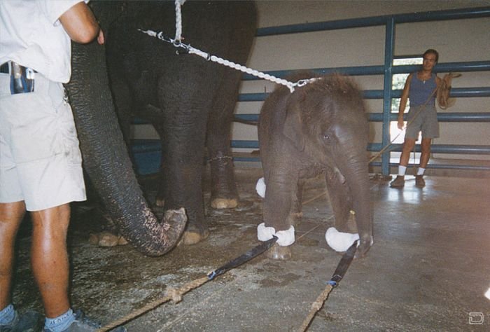 Фотографии процесса дрессировки маленьких слонят