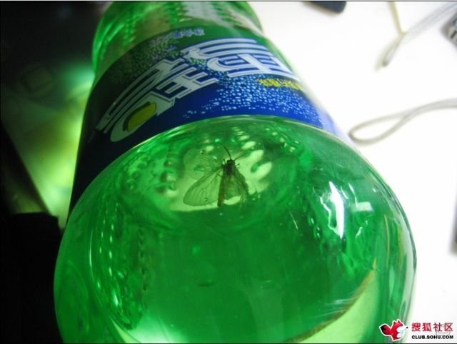 Sprite   (8 )