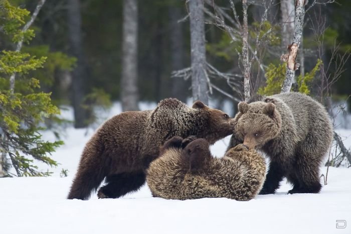 Медвежья семья (20 фото)