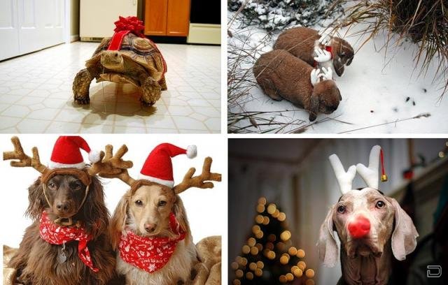 Рождественские животные (24 фото)