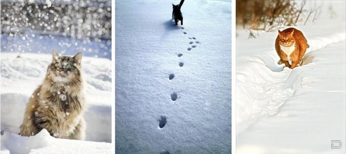 Забавная подборка фотографий котов на снегу (21 фото)