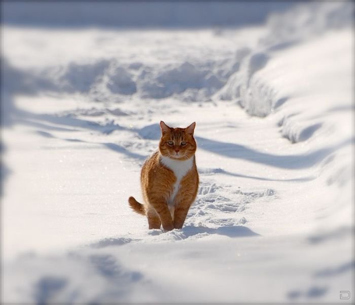 Забавная подборка фотографий котов на снегу (21 фото)