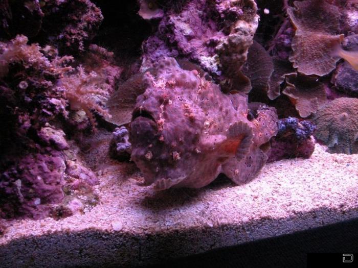 Одна из самых ядовитых - рыба-камень (7 фото)