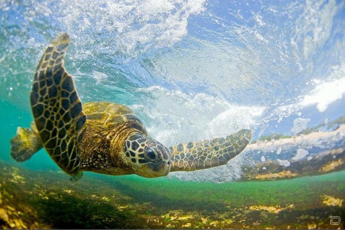 Изумительные фотографии гавайских волн (21 фото)