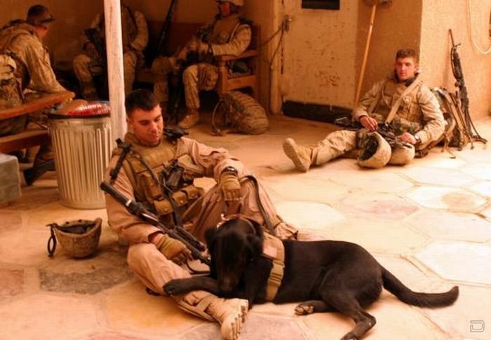 Обученные псы на службе армии США