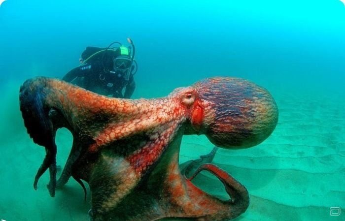 Красота подводного мира