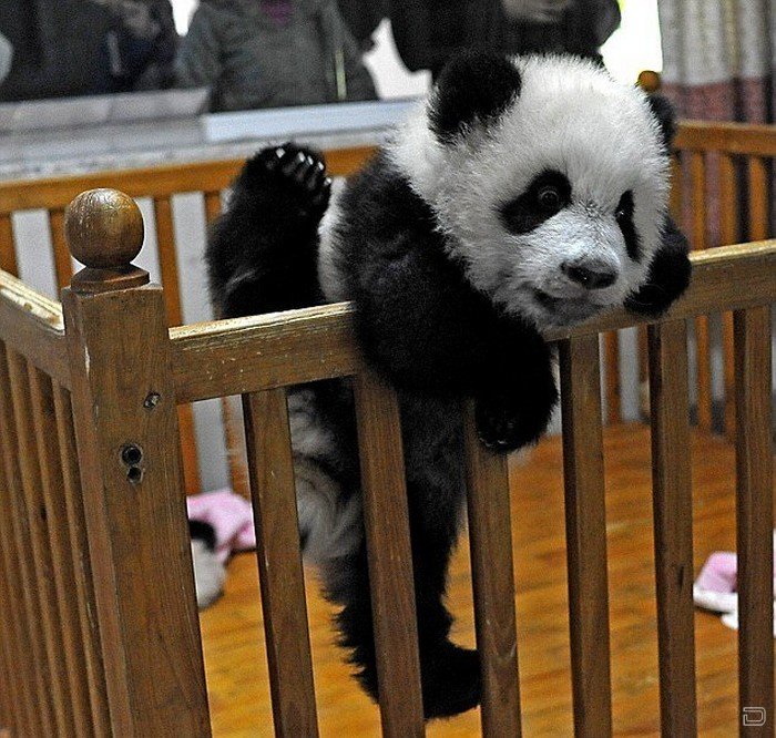 Неудавшийся побег маленькой панды (8 фото)
