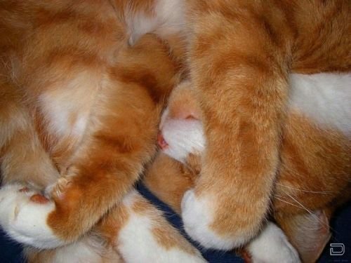 Спящие котики (24 фото)