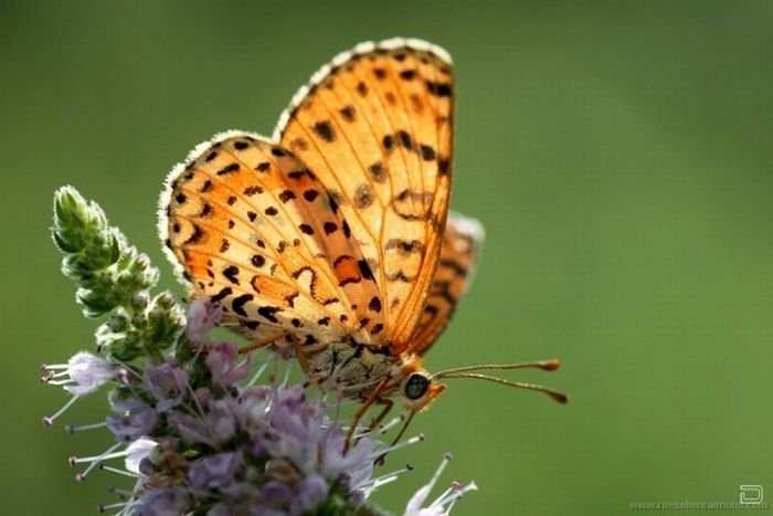      Roeselien Raimond (62 )