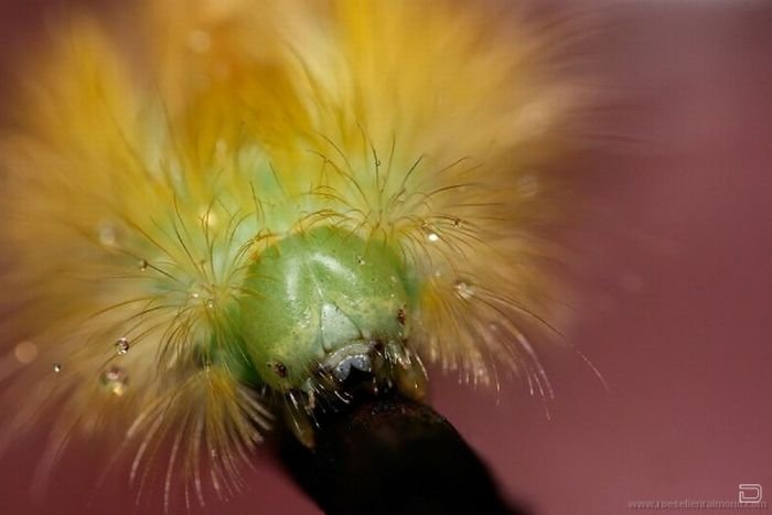      Roeselien Raimond (62 )