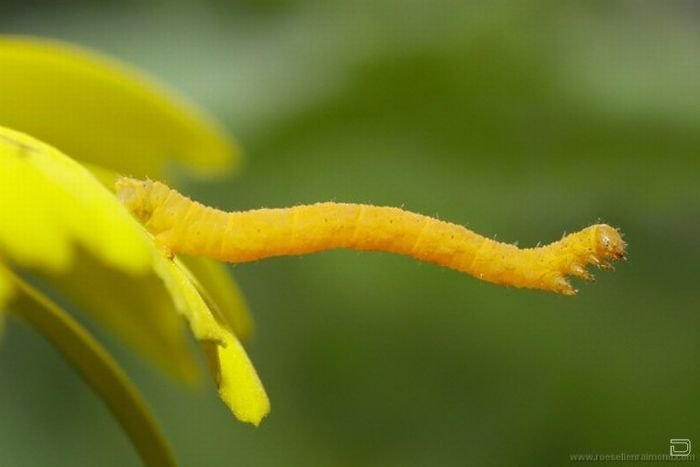      Roeselien Raimond (62 )