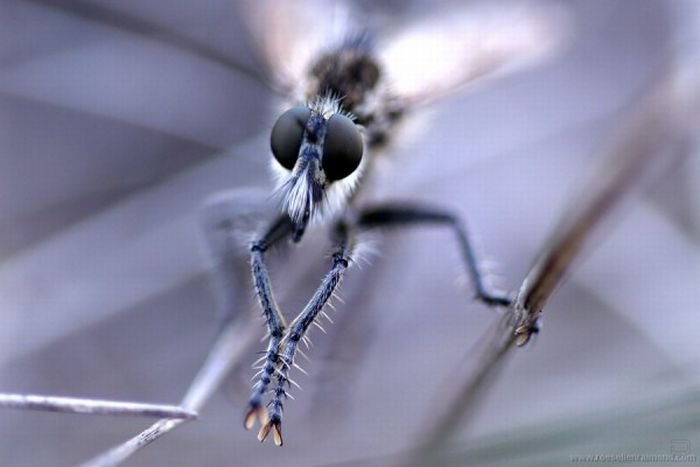 Красивые макро фото насекомых от Roeselien Raimond (62 фото)