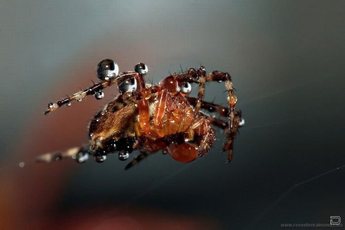      Roeselien Raimond (62 )