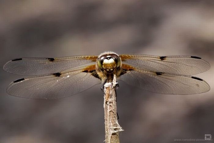      Roeselien Raimond (62 )