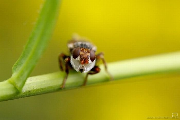      Roeselien Raimond (62 )