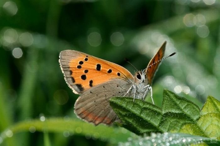      Roeselien Raimond (62 )