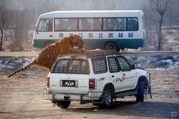 Город повезло. Тигриный уровень опасности. Фото тигр и деньги. Тигры на заводе прикол.