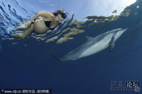 Беременные женщины и дельфины (5 фото)