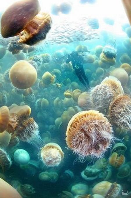 Нашествие медуз в Японии (10 фото)