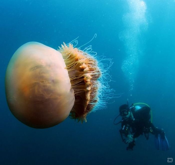 Нашествие медуз в Японии (10 фото)