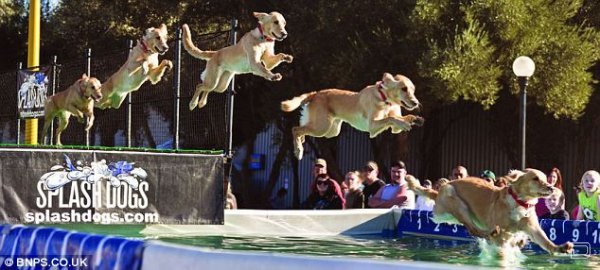Самый длинный собачий прыжок