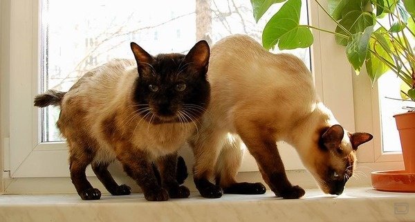 Кошачья подборка (24 фото)