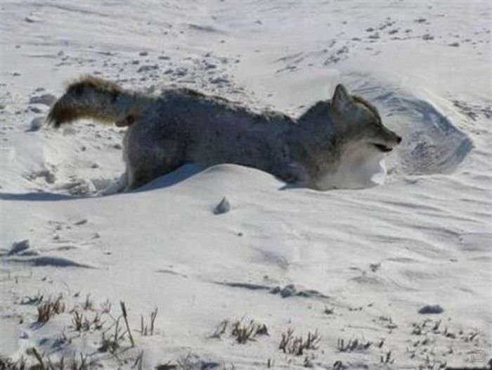 Замерзший койот (4 фото)