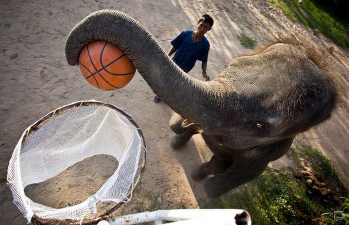 Слоны-баскетболисты (9 фото)