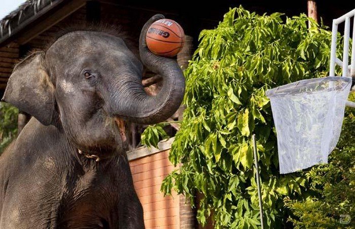 Слоны-баскетболисты (9 фото)