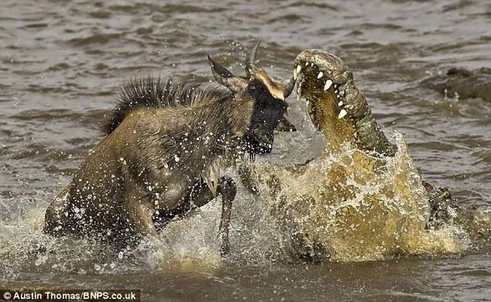 Чудесное спасение из зубов крокодила