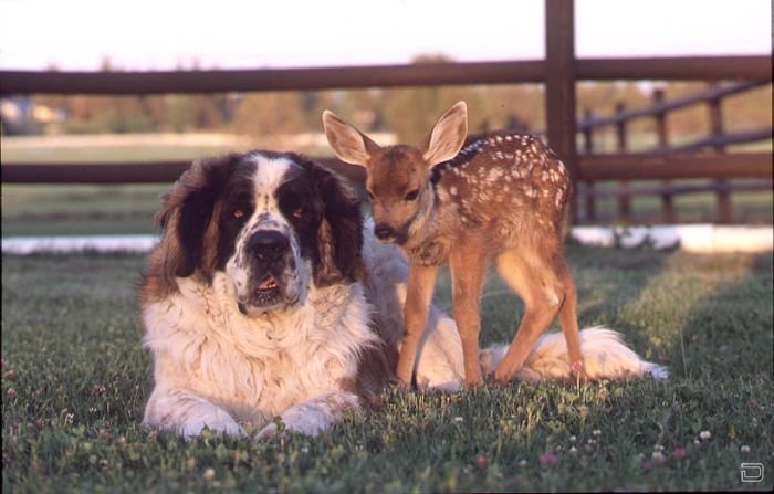 Необычная дружба животных