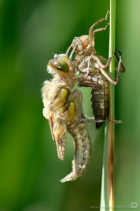 Красивые макро фото насекомых от Roeselien Raimond (62 фото)