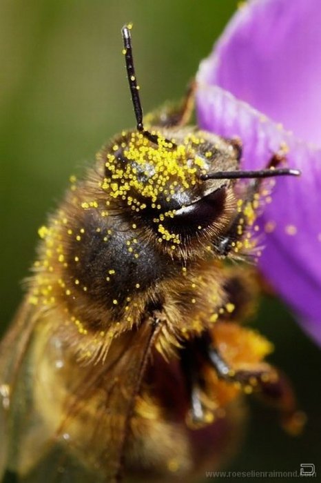      Roeselien Raimond (62 )