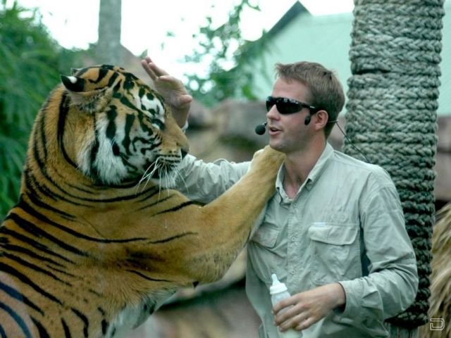 Тигр и человек фото