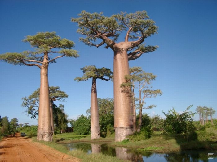 Необычные деревья (17 фото)