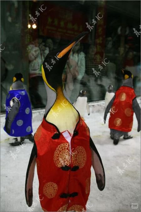 Пингвинята модники (8 фото)