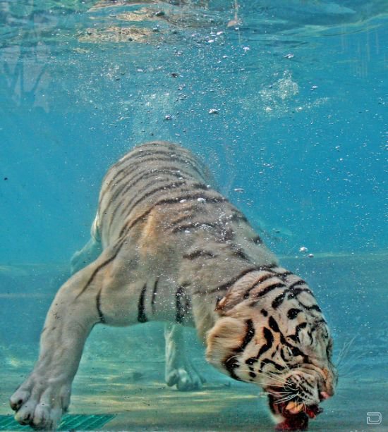 Бенгальский тигр-альбинос (26 фото)