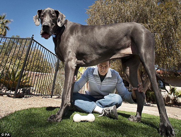 Гигант Джордж - теперь самая большая собака в мире (5 фото)
