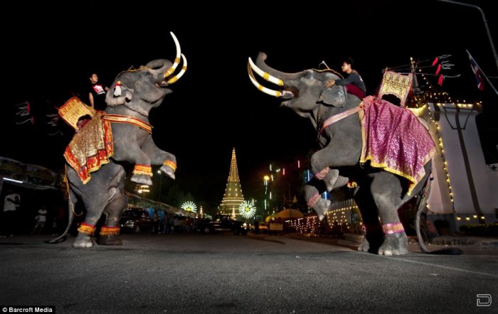 Шикарное представление в Suphan Buri - Битва слонов
