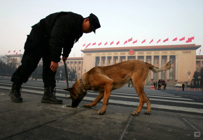 Собачья жизнь в Китае