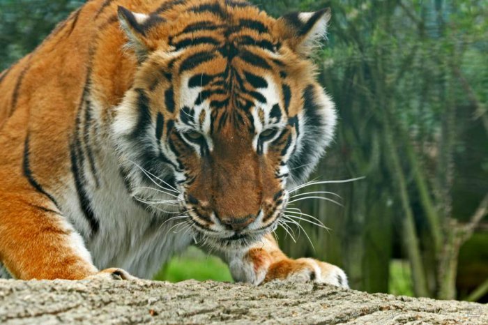 Тигры (50 фото)