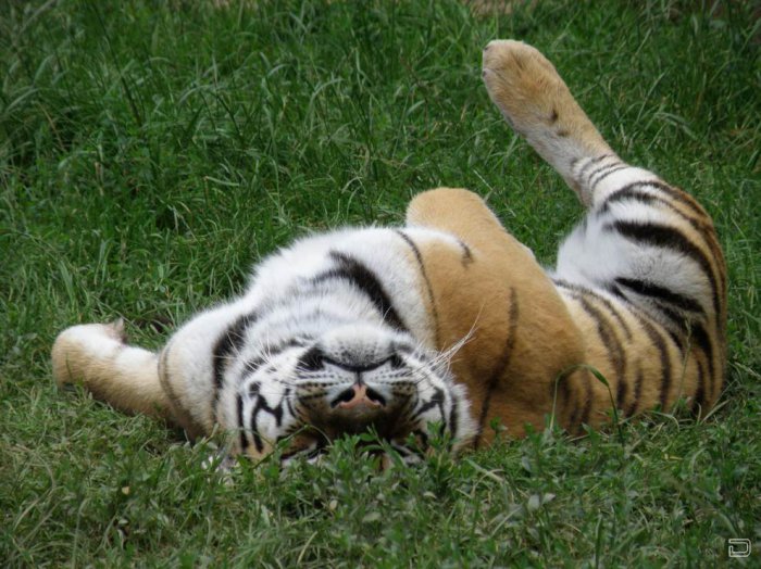 Тигры (50 фото)