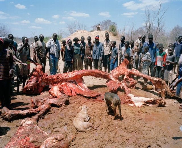 Если слон умирает в Зимбабве (9 фото)